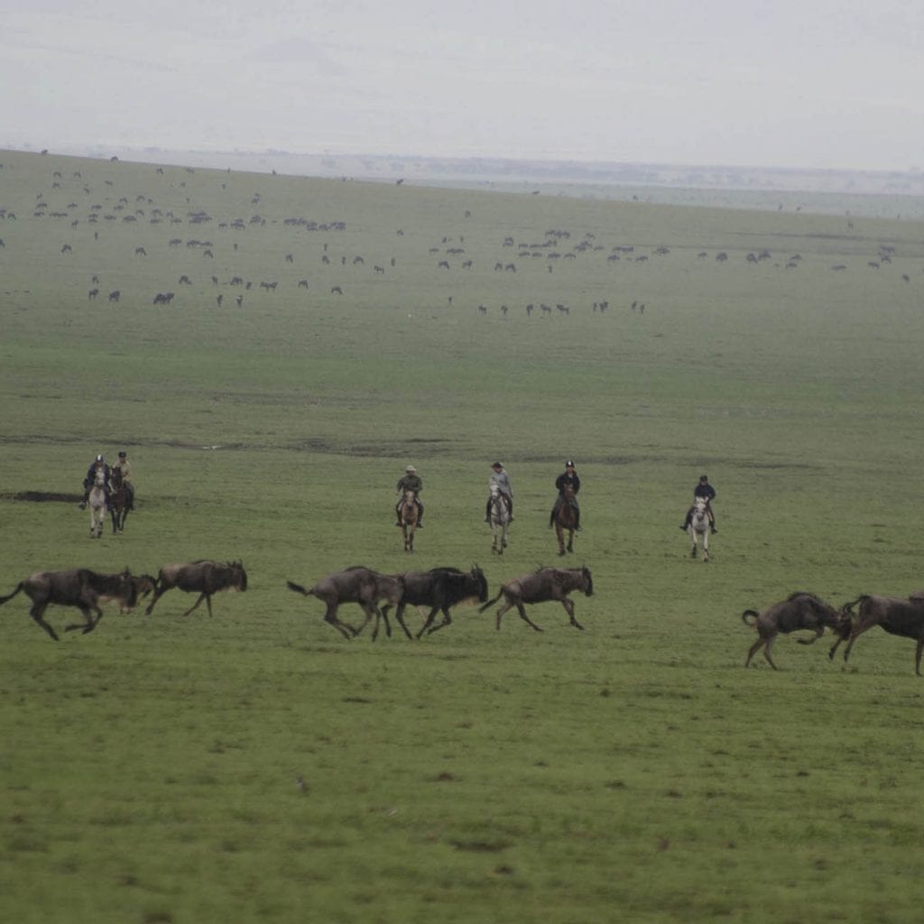 Horseback safari ride with wildbeasts